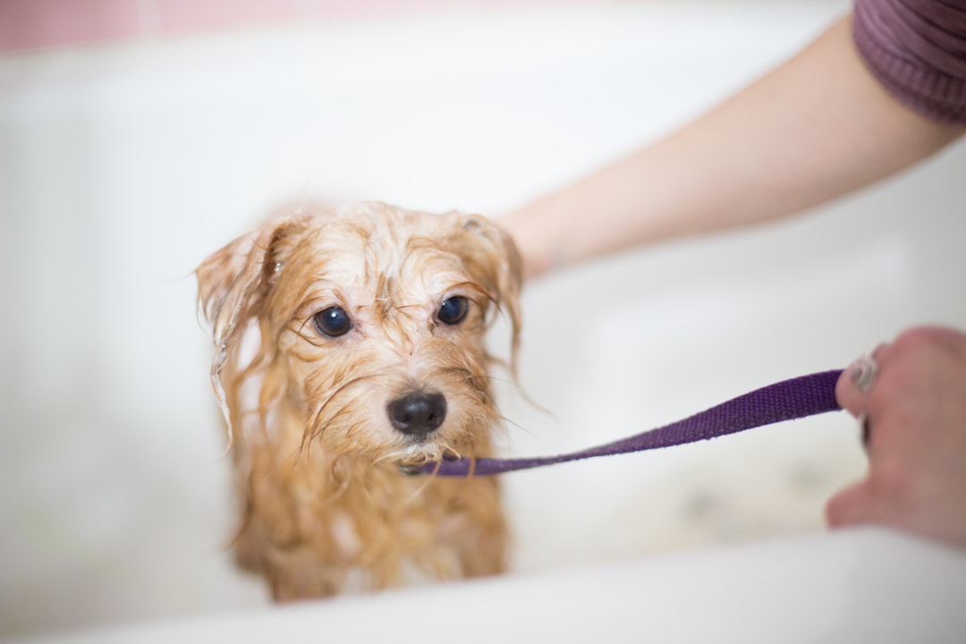 The Importance of Regular Grooming for Your Dog