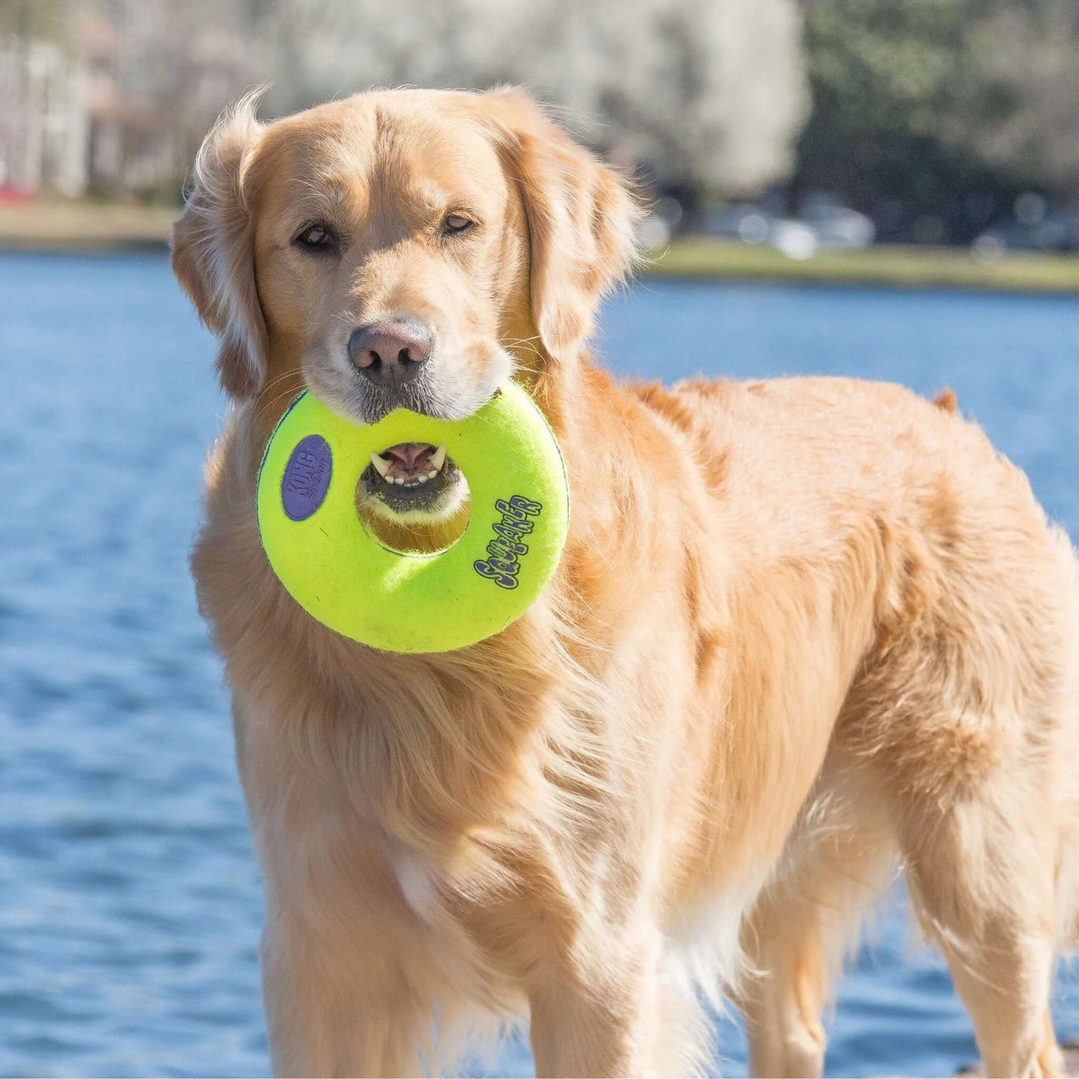 KONG AirDog Donut by KONG
