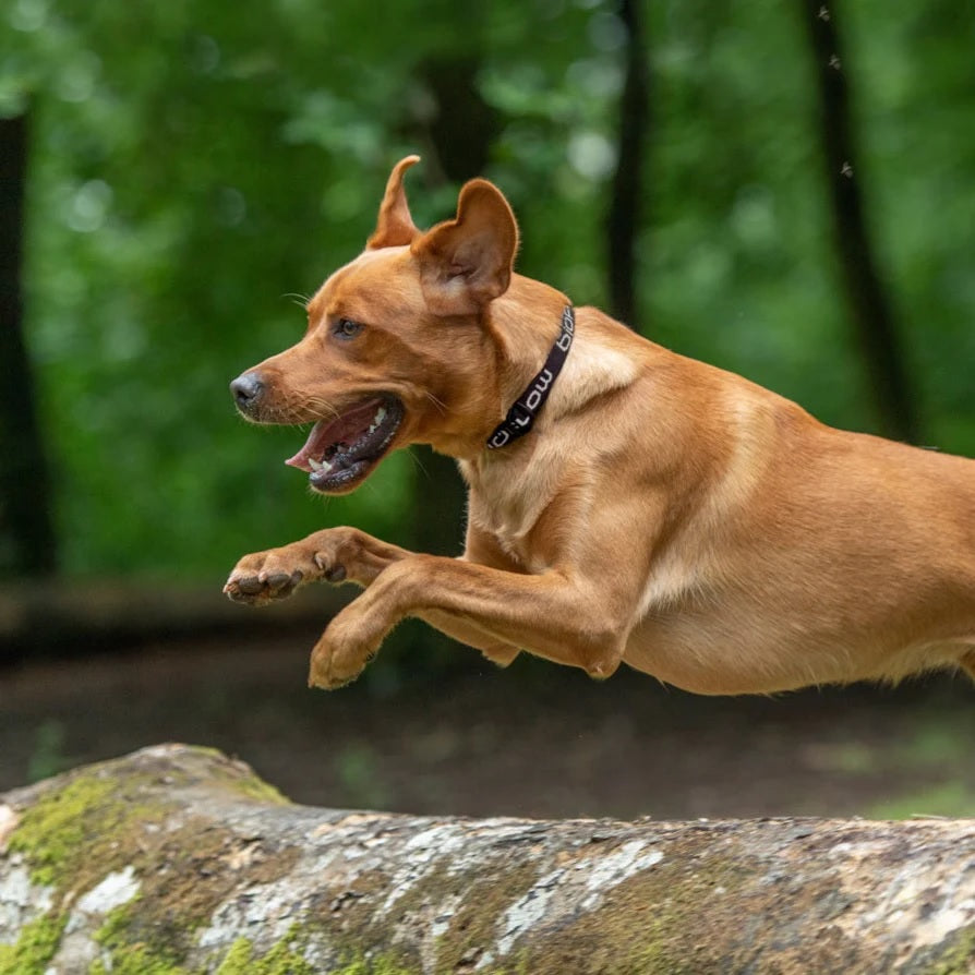 Bioflow Magnetic Dog Collar non-invasive Magnetic therapy for Dogs.