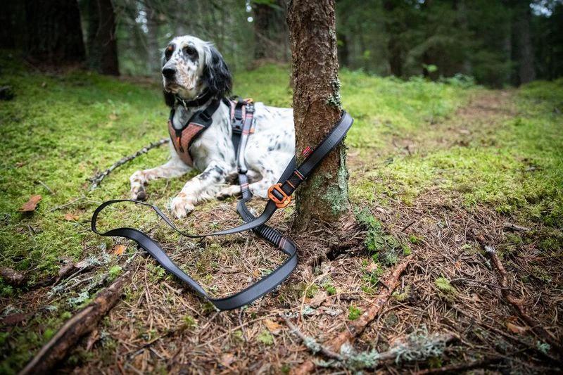 Non-Stop dogwear Touring Bungee adjustable Dog lead by Non-Stop dogwear