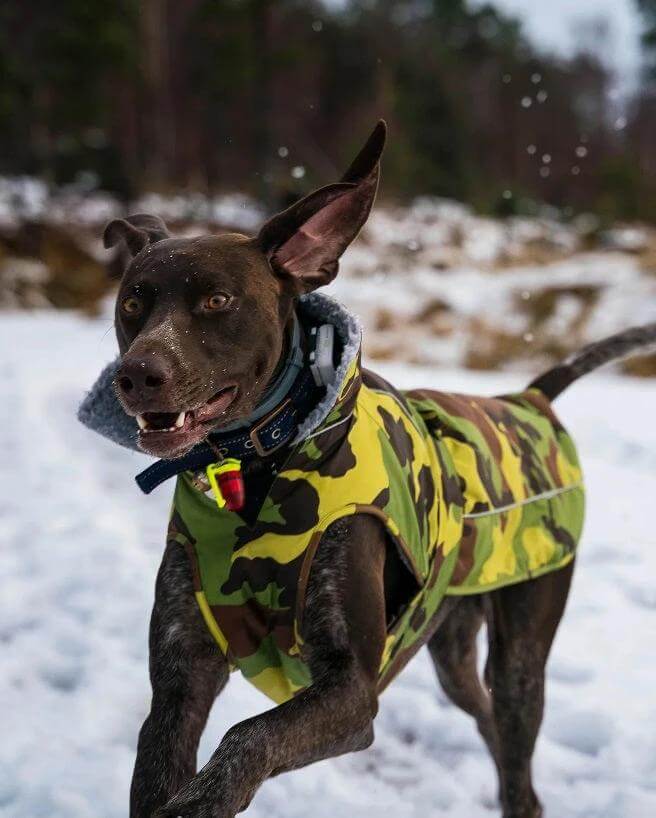 The Dryrobe Dog Jacket - waterproof and wind-resistant by Dryrobe