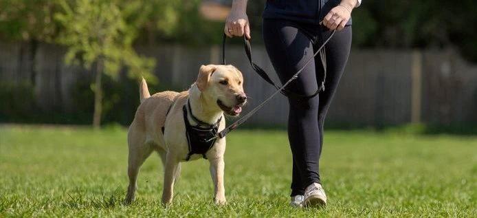 Halti No Pull Harness by Company of Animals