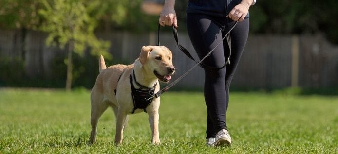 Halti No Pull Harness