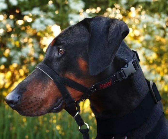 Halti Headcollar by Company of Animals