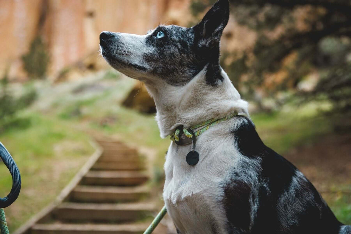 Ruffwear Knot-a-Collar - an adjustable, reflective dog collar by Ruffwear