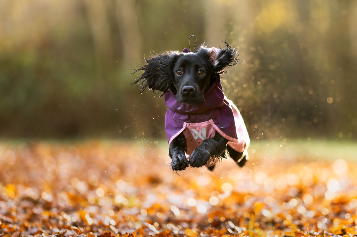 Non-stop dogwear Fjord 2.0 raincoat for dogs