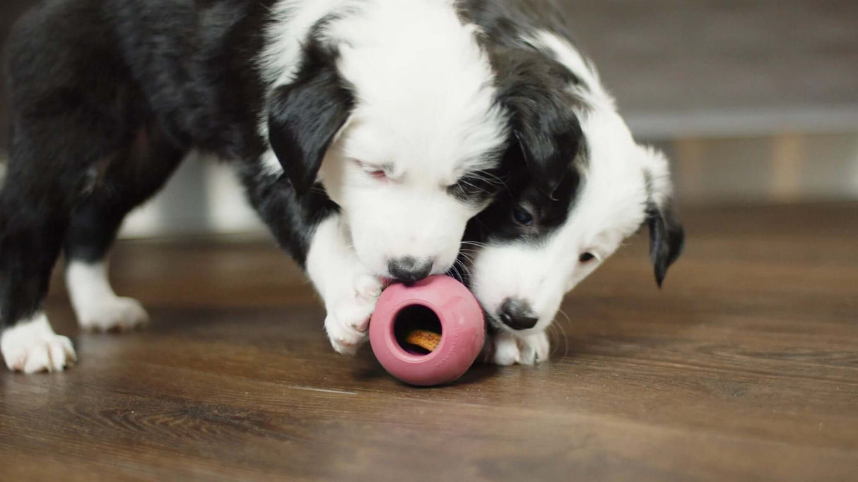 KONG Puppy by KONG