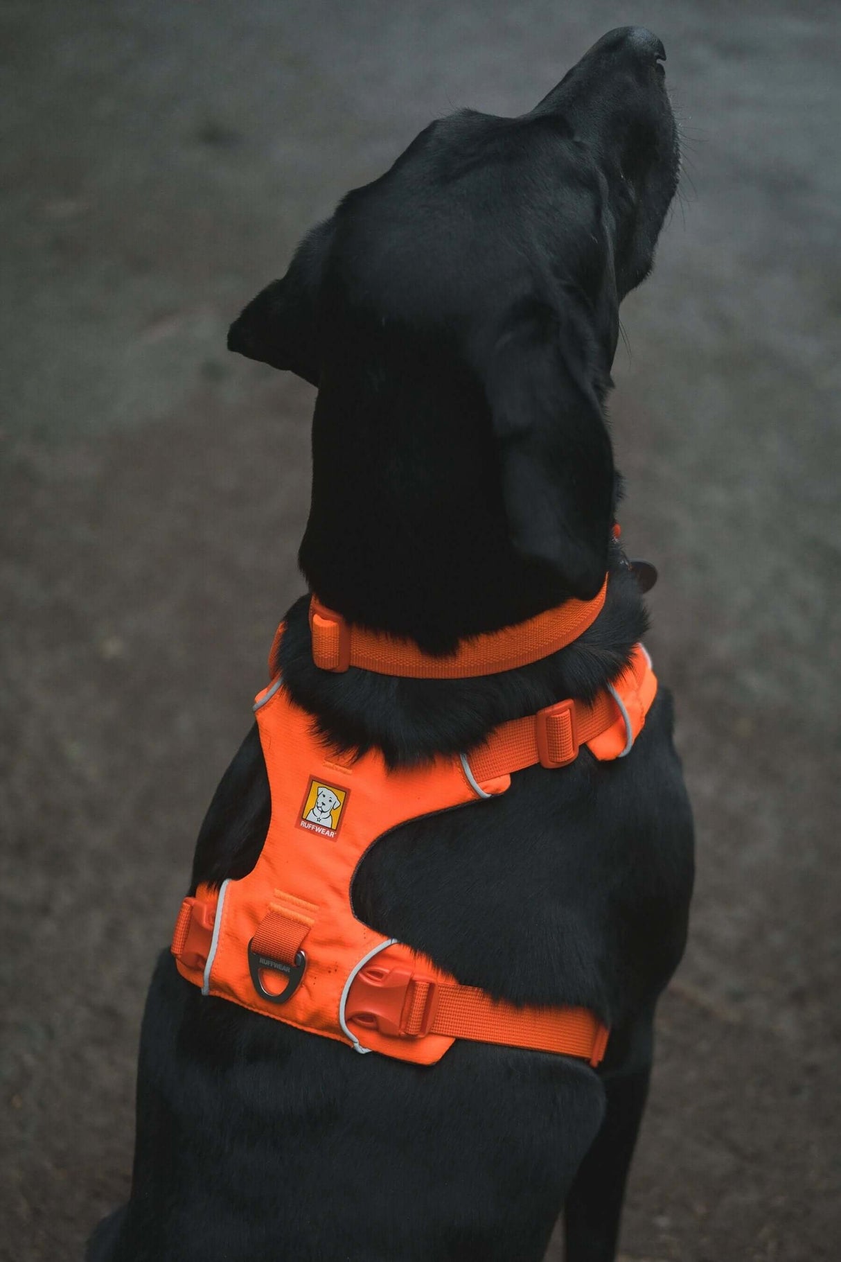 A black dog wearing the Ruffwear Front Range everyday padded dog harness in bright orange.