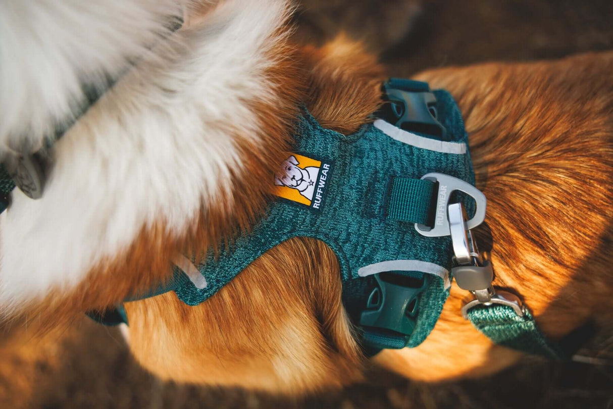 Ruffwear Front Range Flex dog harness on a dog, showcasing its soft knit construction and secure fastening.