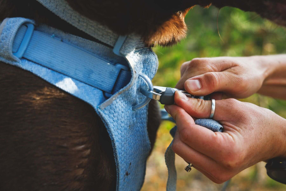 A person fastening the Ruffwear Front Range Flex dog harness on a brown dog outdoors in a natural setting.