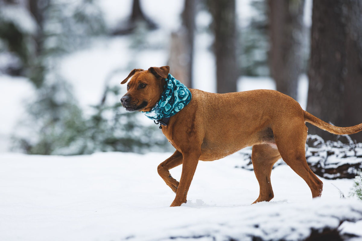 Ruffwear Mt. Hoodie Warming Neck Gaiter