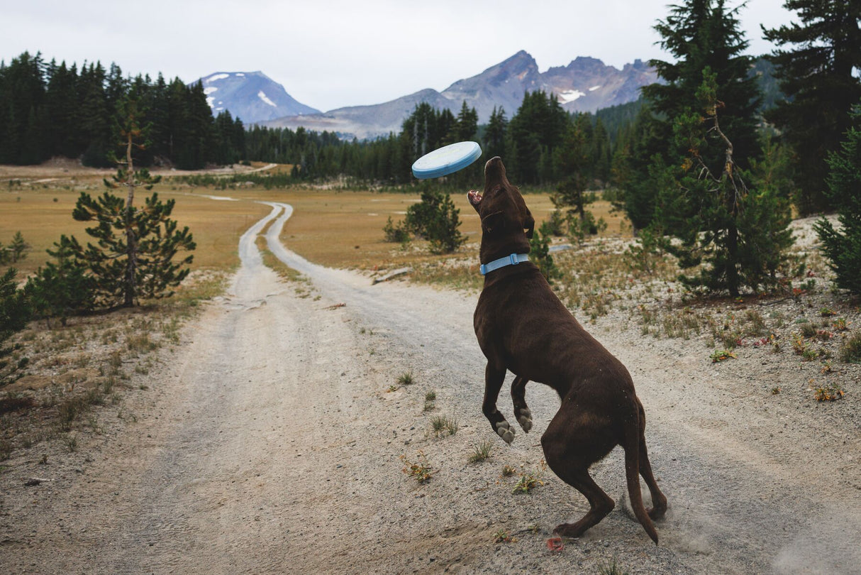 Ruffwear Camp Flyer Dog Toy by Ruffwear