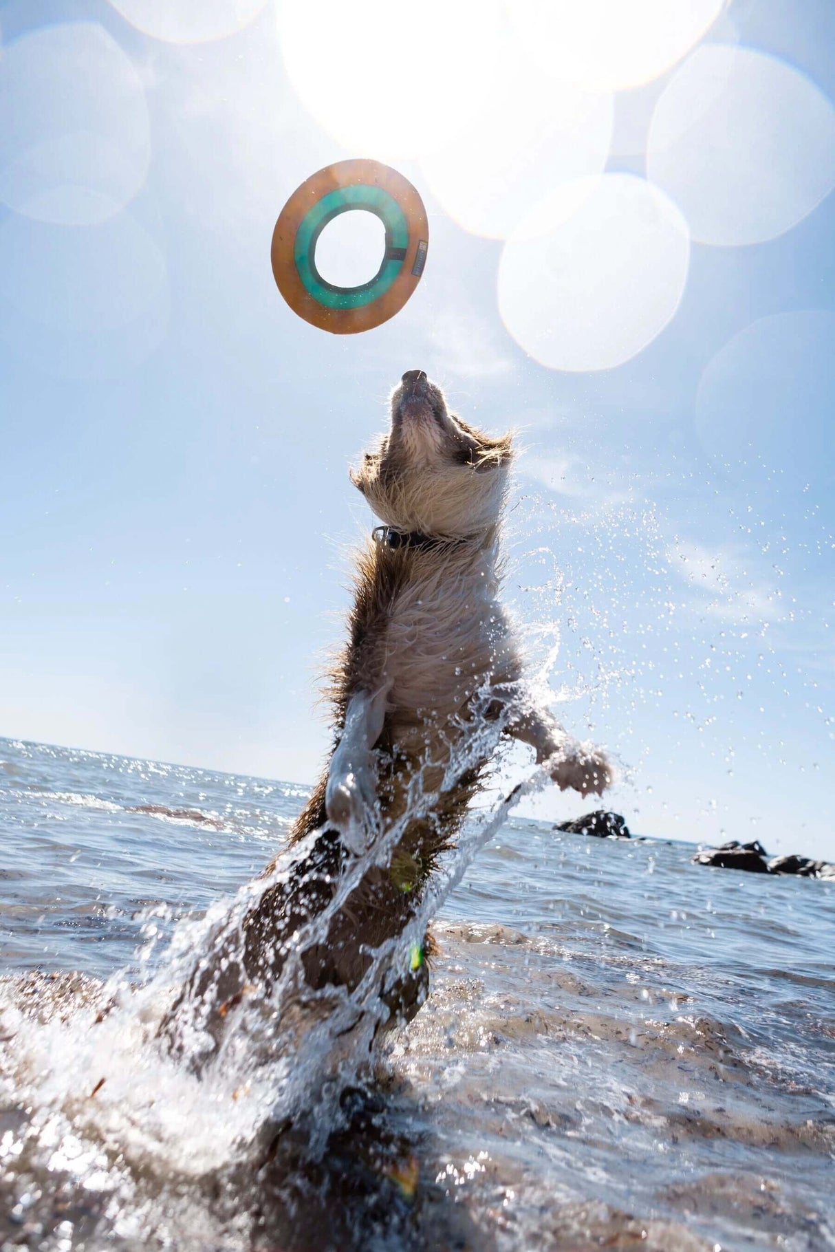 Ruffwear Hydro Plane Floating Foam Dog Toy by Ruffwear