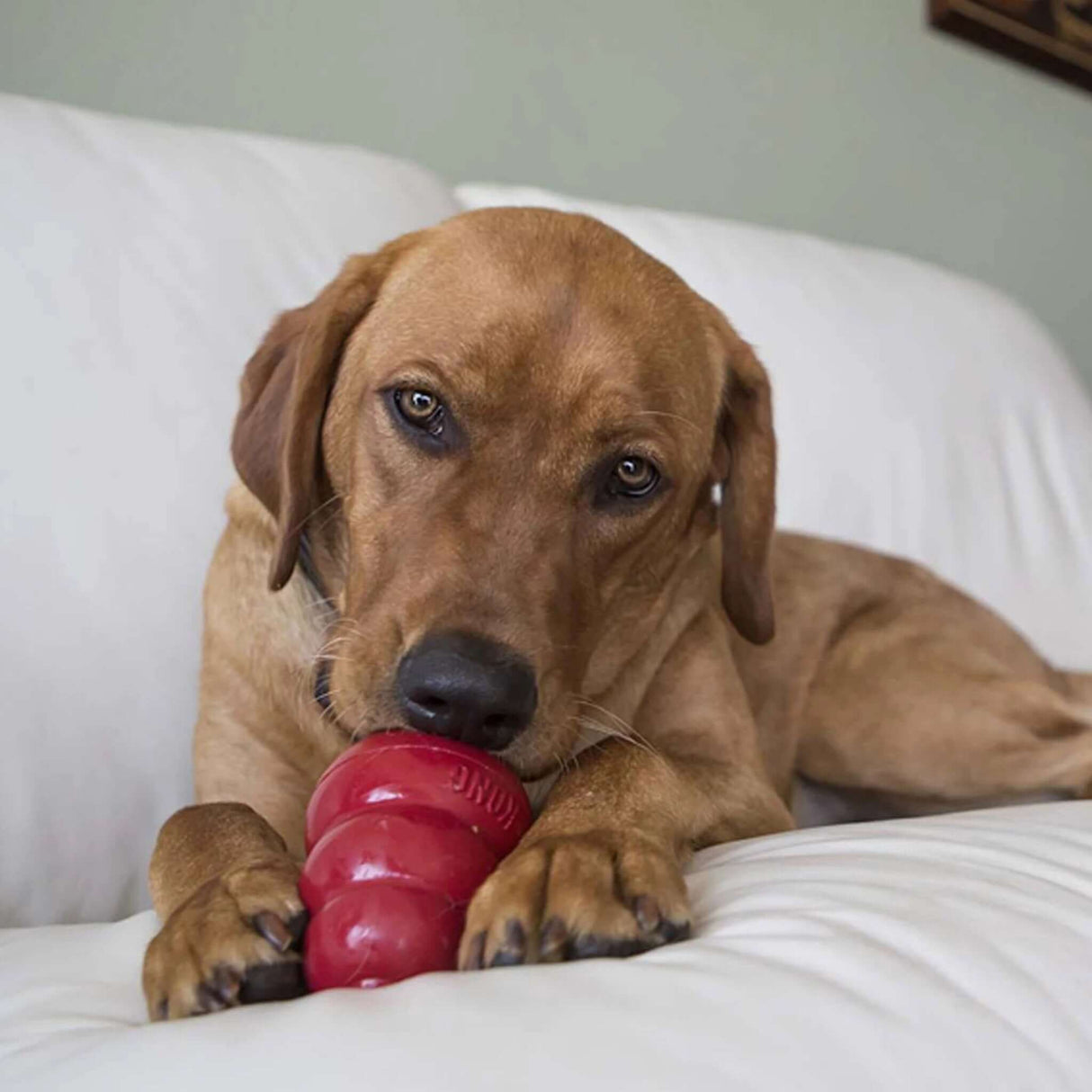 KONG Easy Treat Peanut Butter by KONG