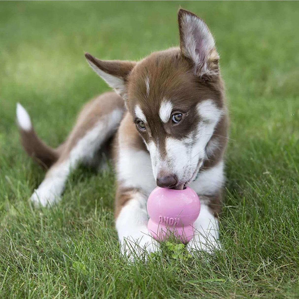 KONG Easy Treat Puppy by KONG