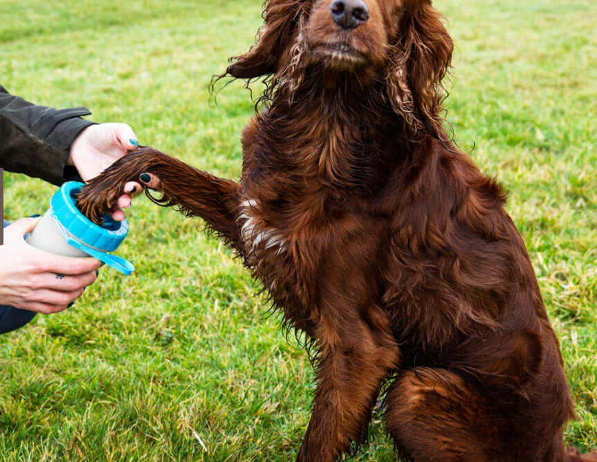 Henry Wag Pet Paw Cleaner Easy To Use Mud Removal With Soft Bristles For Clean Paws by Henry Wag