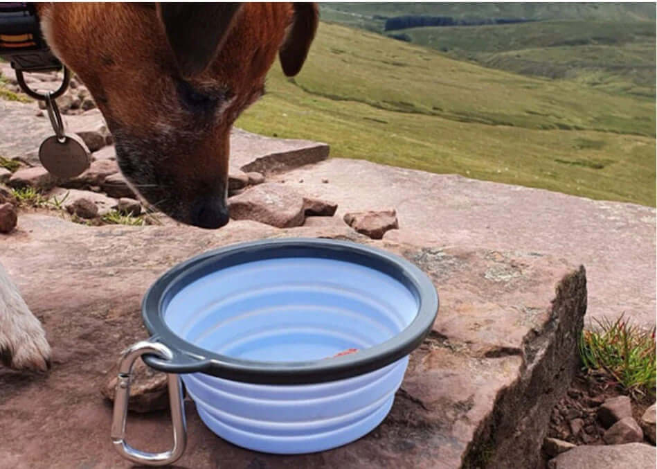 Henry Wag Travel Bowl Collapsible And Portable Dishwasher Safe With Carry Clip by Henry Wag