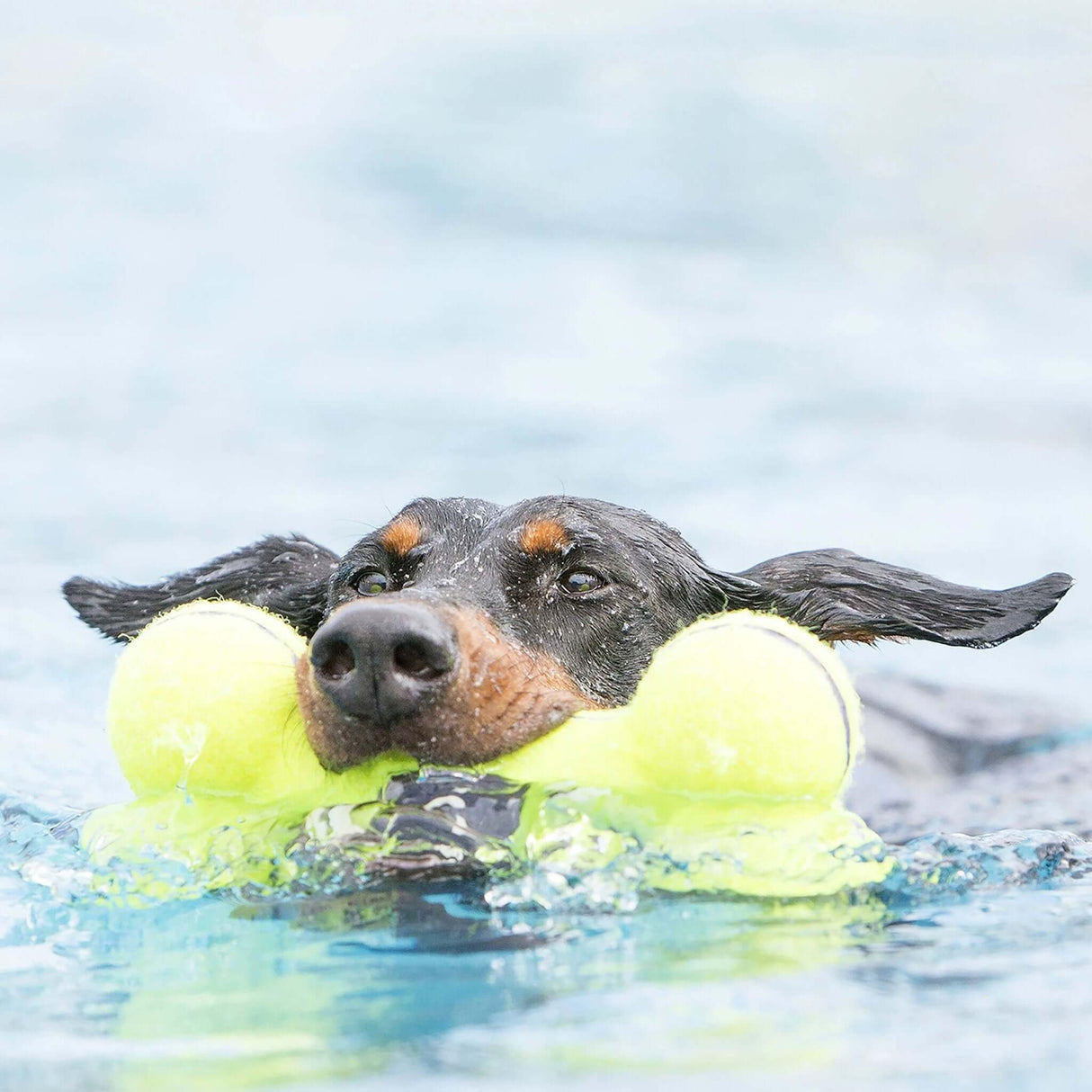KONG AirDog Bone by KONG