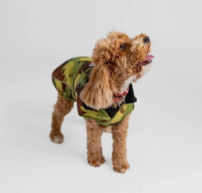 The Dryrobe Dog Jacket - waterproof and wind-resistant by Dryrobe