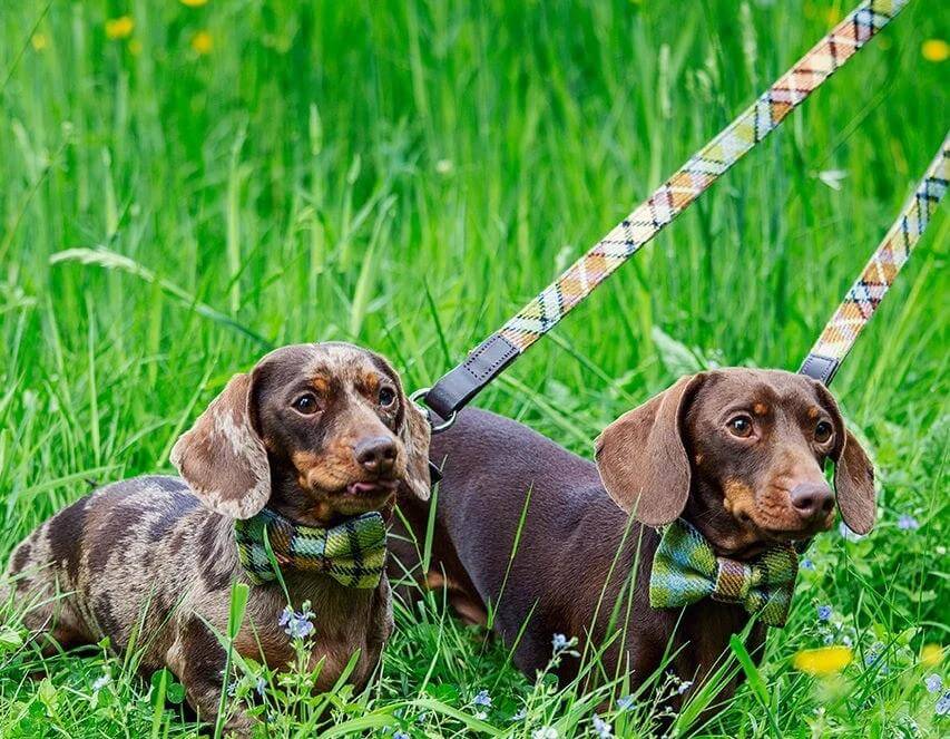 Dapper Dog Tweed Dog Lead by Leadingdog
