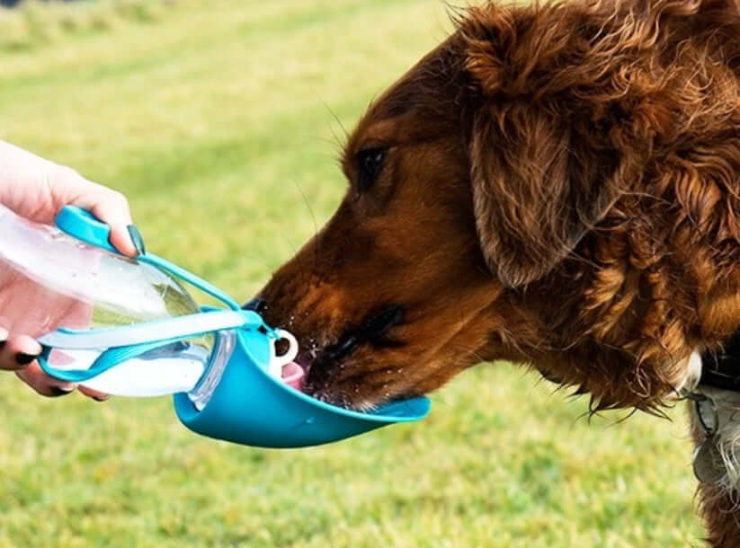 Henry Wag Water Bottle With Leaf Bowl 500ml Capacity Fold Out Bowl In Two Colours by Henry Wag
