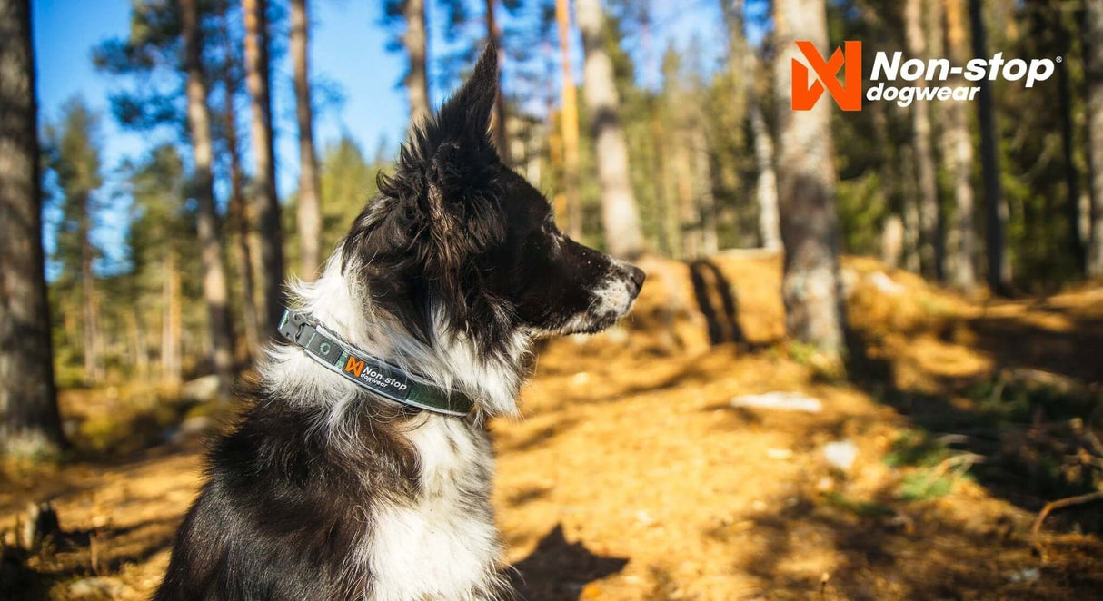 Non-stop dogwear Roam collar by Non-Stop dogwear