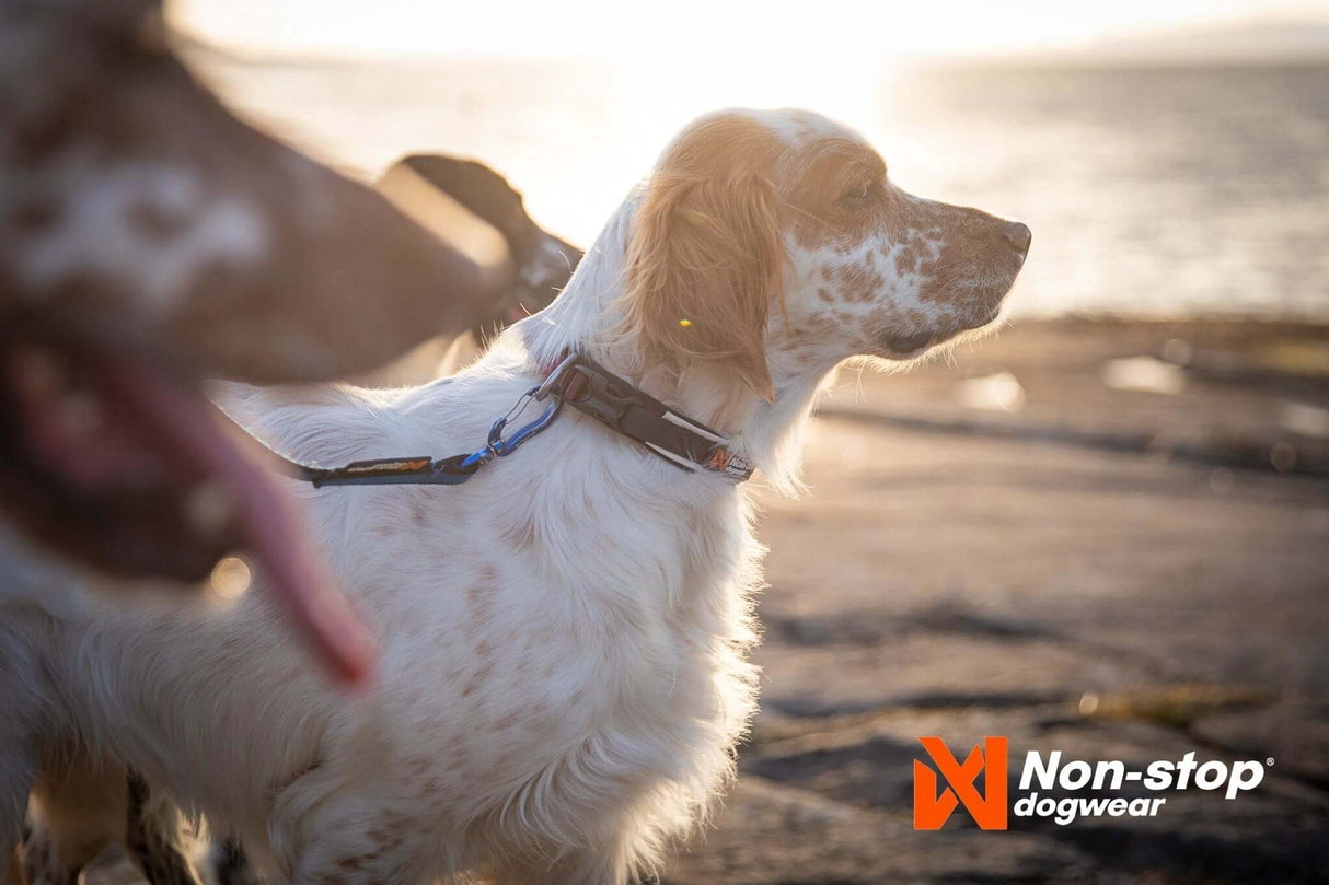 Non-stop dogwear Roam collar by Non-Stop dogwear