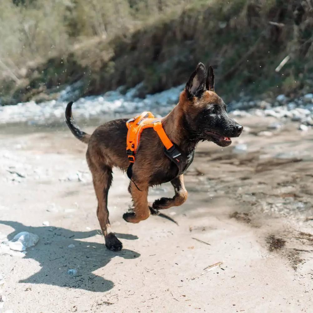 Non-Stop Dogwear Ramble Harness by Non-Stop dogwear