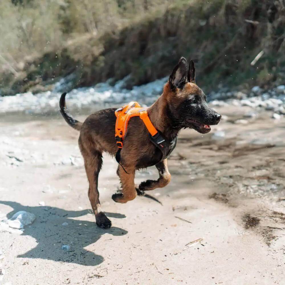Non-Stop Dogwear Ramble Harness by Non-Stop dogwear