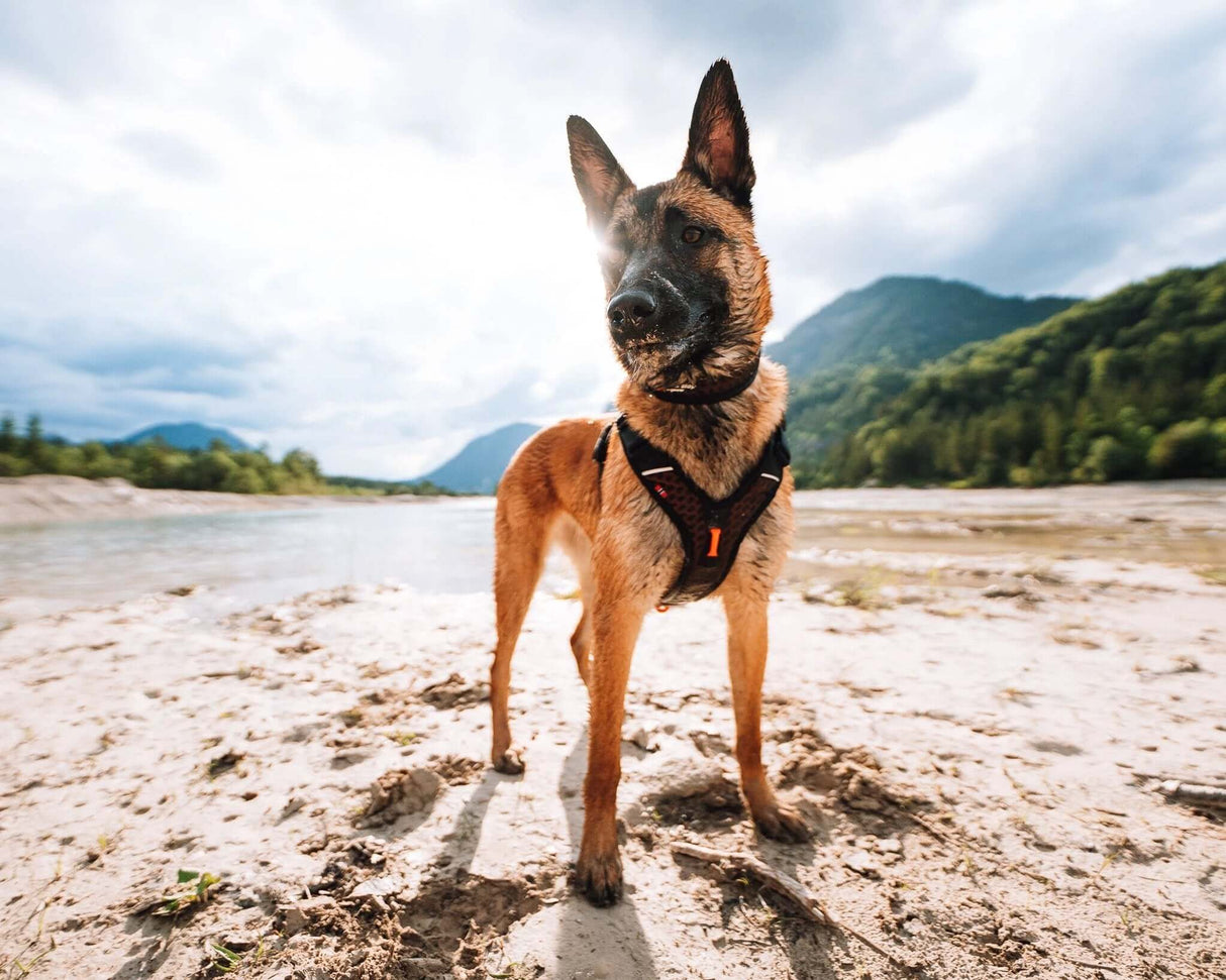 Non-stop dogwear Rock harness by Non-Stop dogwear