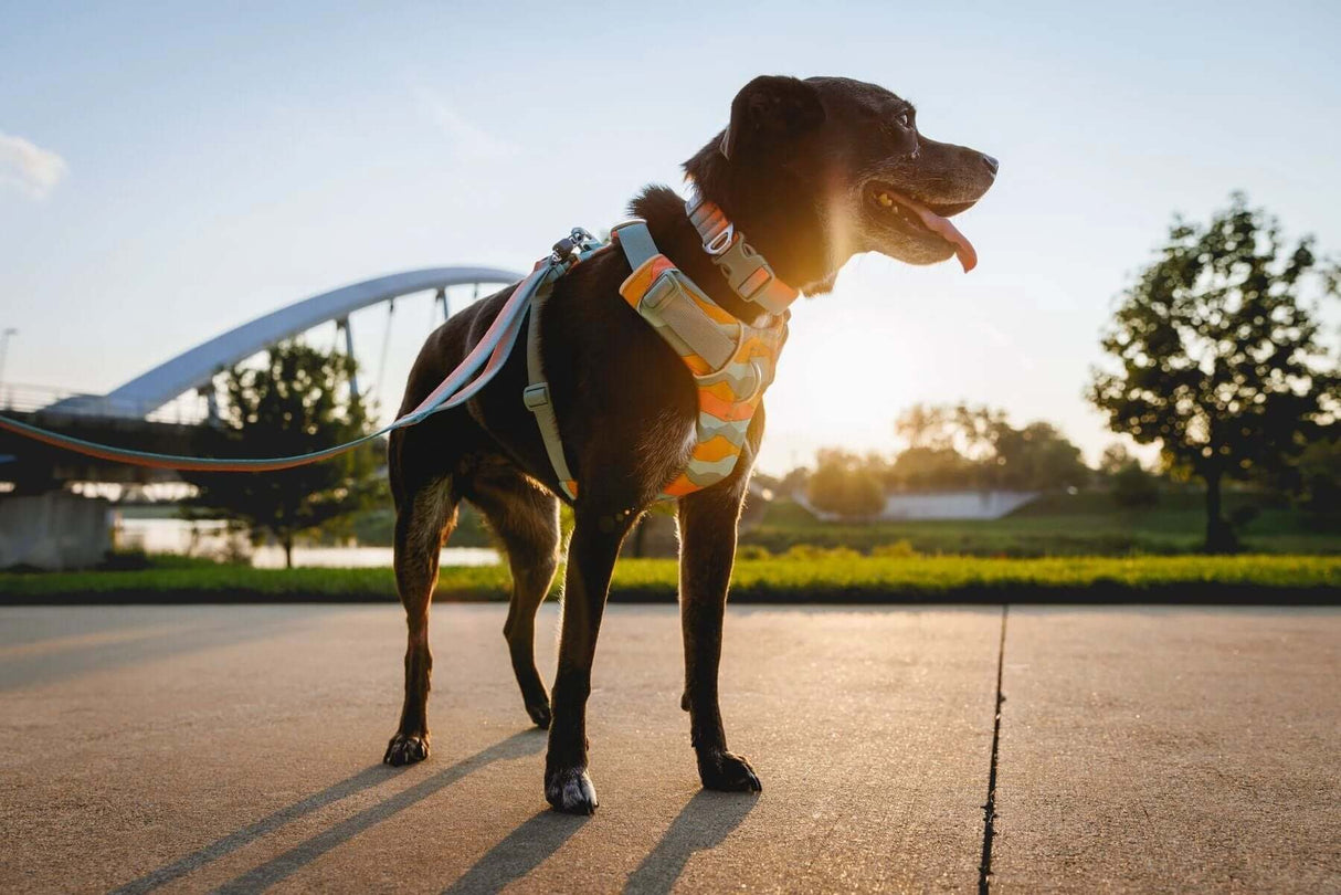Dog wearing Ruffwear Front Range everyday padded dog harness during a sunny walk by the river.