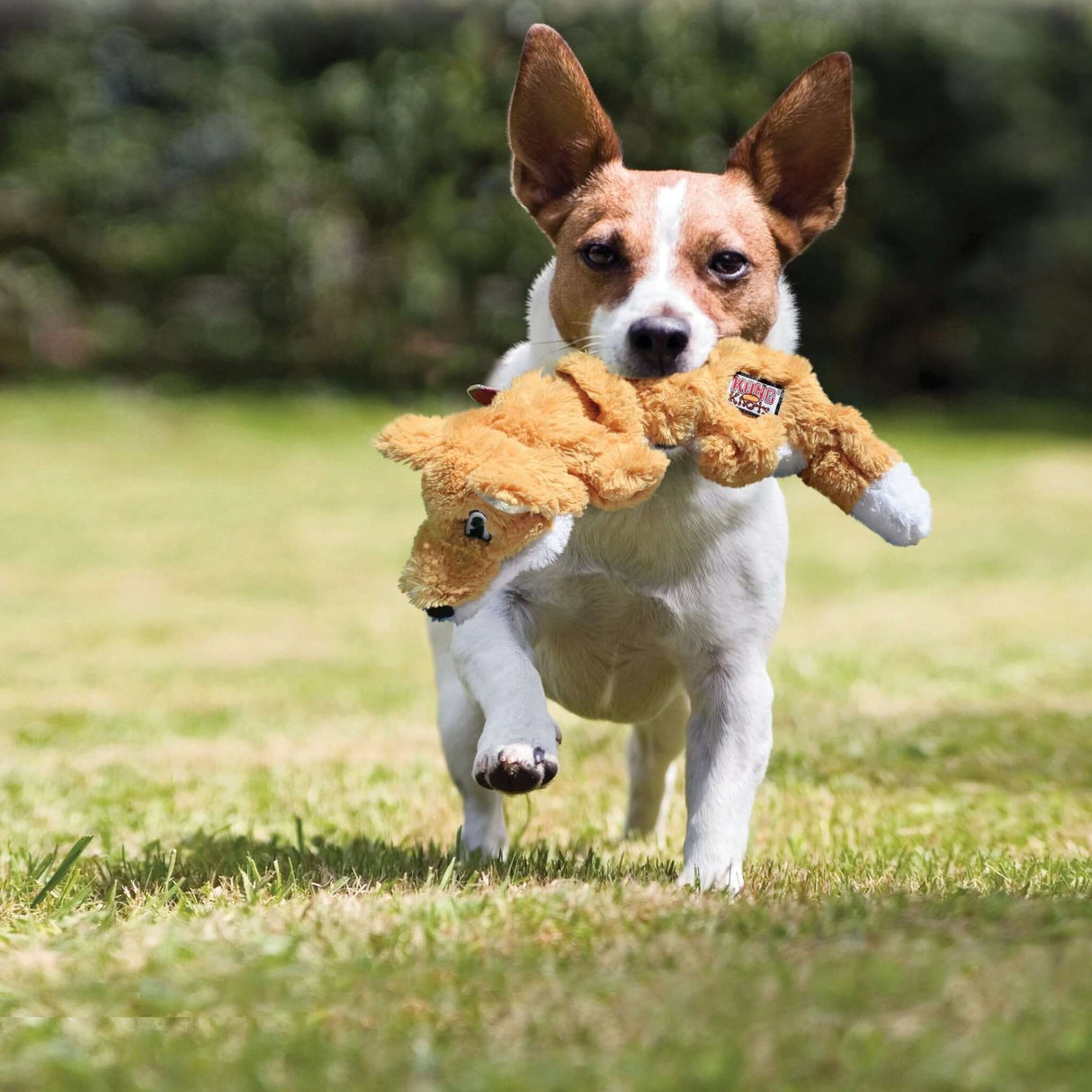 Dog carrying KONG Scrunch Knots dog toys in its mouth while playing outdoors.