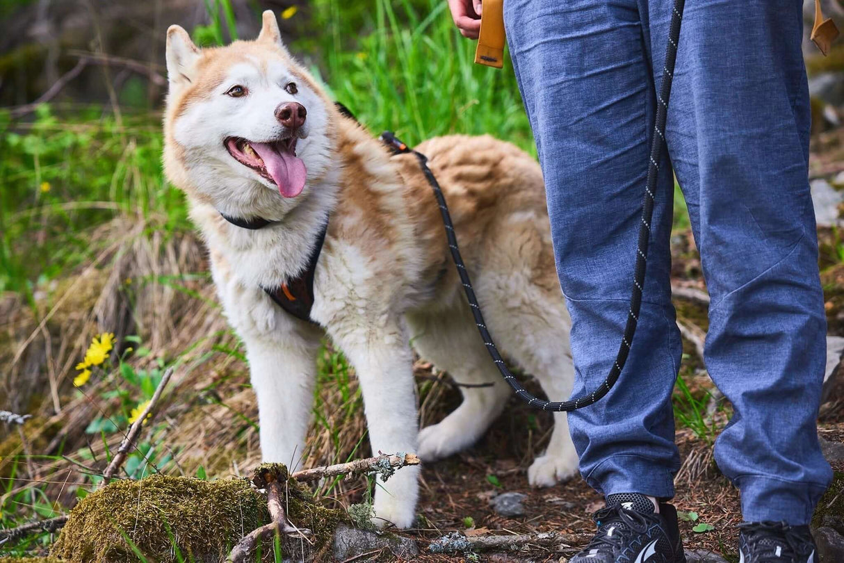 Non-Stop dogwear Rock adjustable leash by Non-Stop dogwear