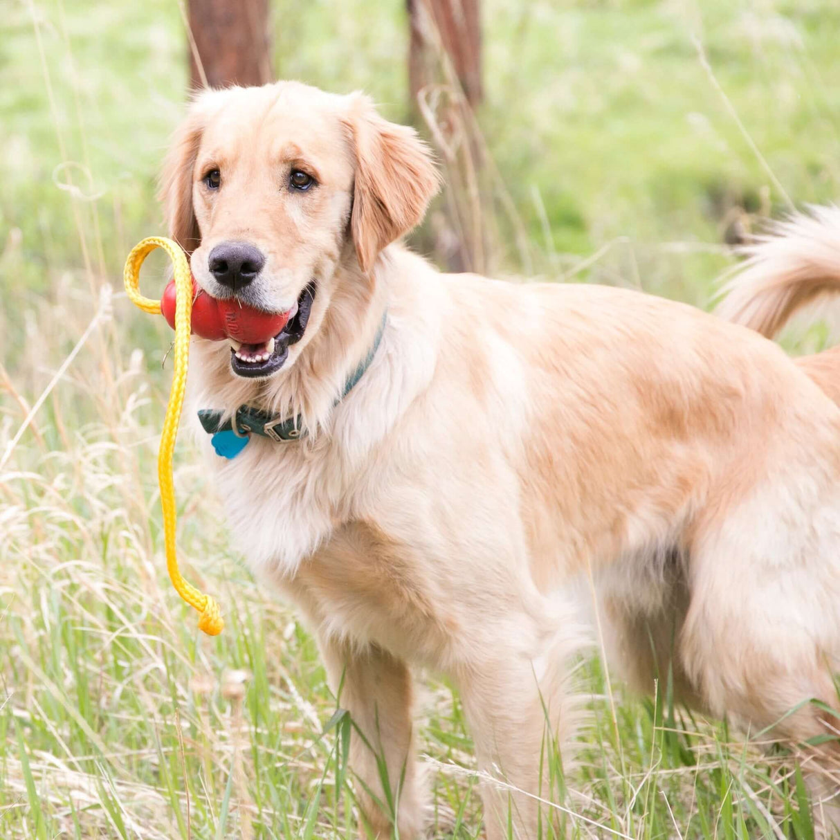 KONG Classic With Rope by KONG