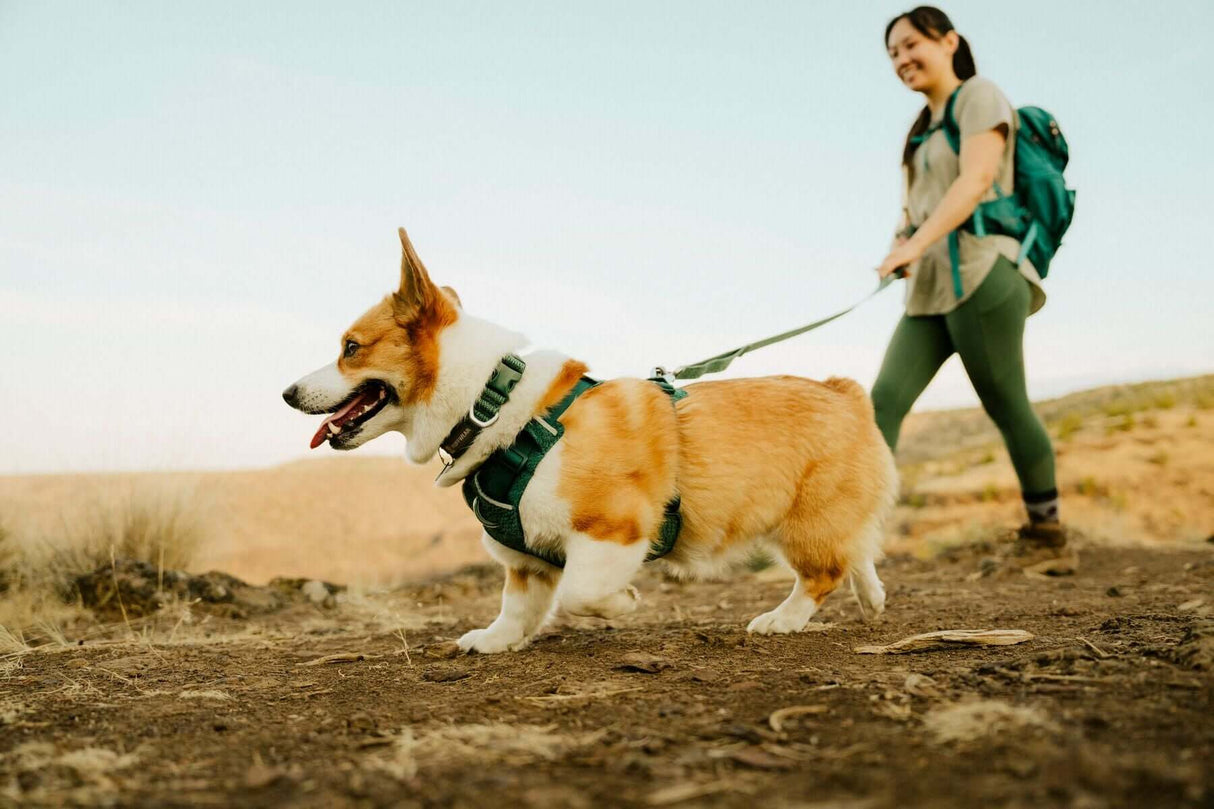 A dog wearing a Ruffwear Front Range Flex dog harness, enjoying a hike with its owner on a scenic trail.