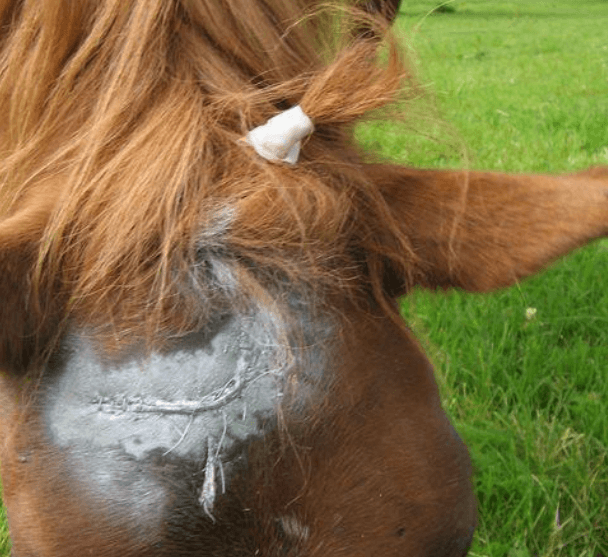 Aqueos Spray On Plaster For Animals 200ml by Aqueos