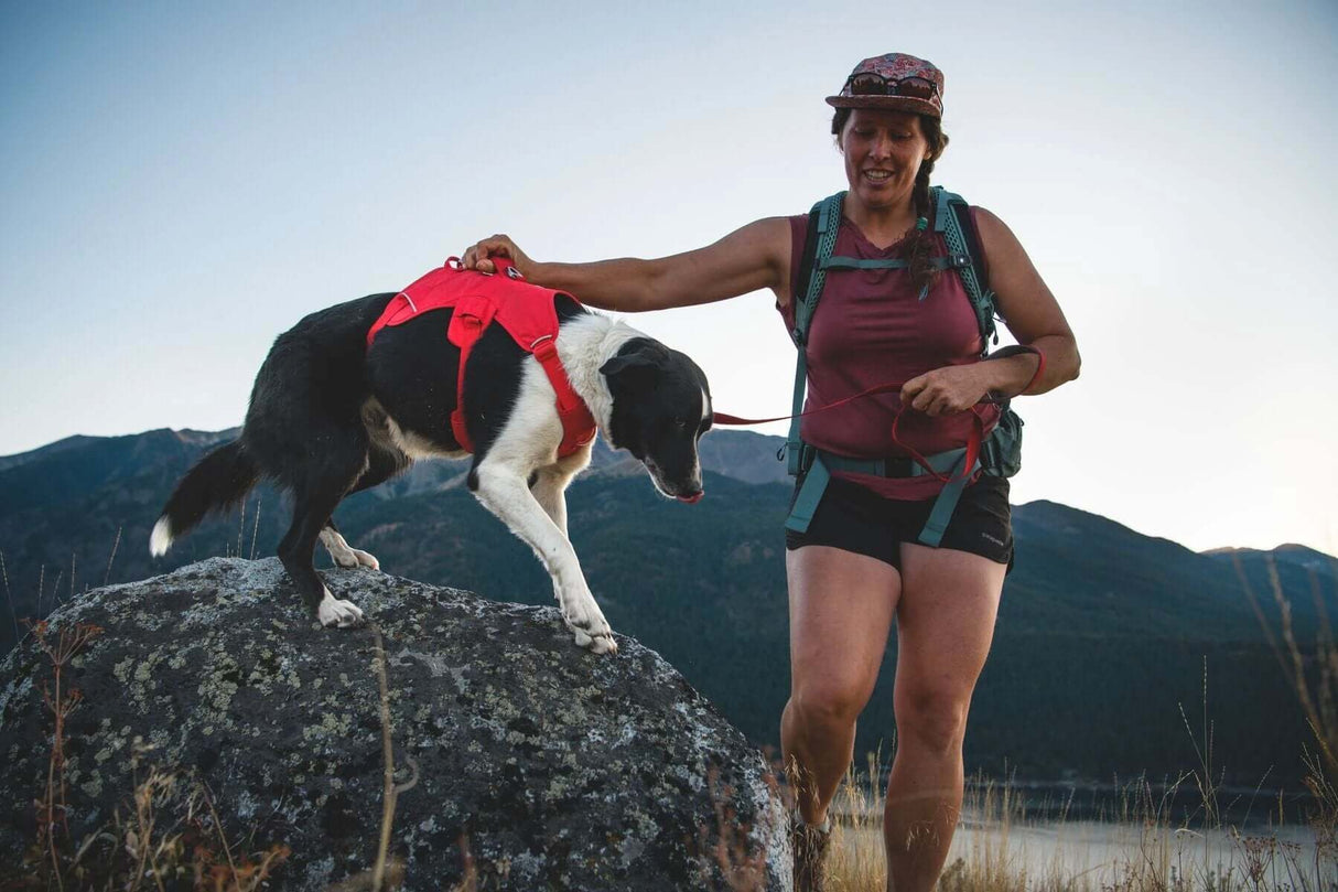 Ruffwear Web Master Harness - Dog Harness with Handle by Ruffwear