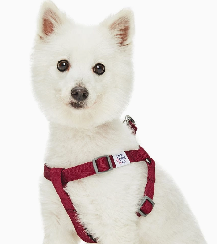 Dogs & Cats & Co. Classic Solid Color Dog Harness by Blueberry Pet