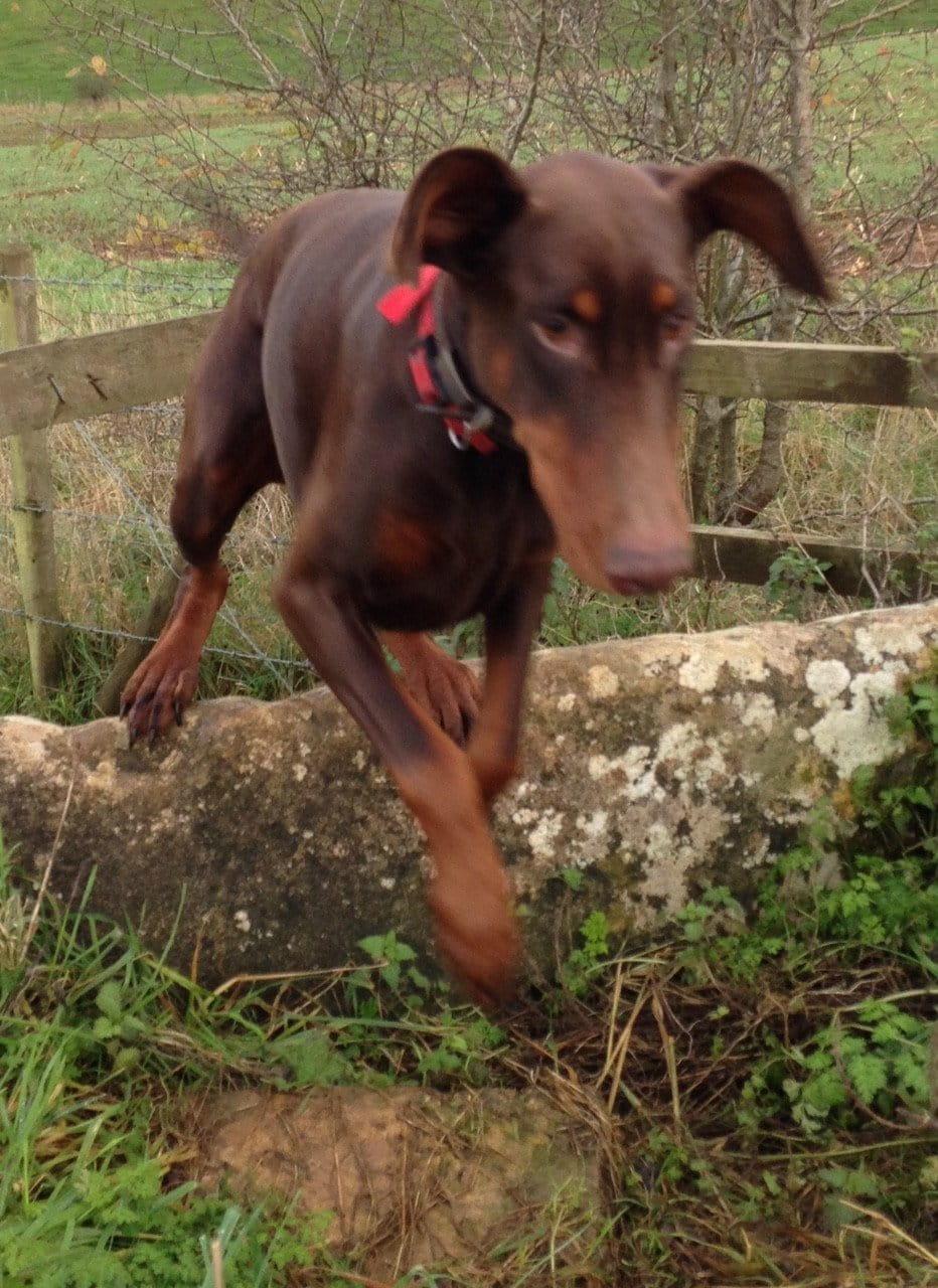 Bioflow Magnetic Dog Collar - Natural Pain Relief for Dogs