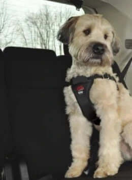 EasyRider Dog Car Harness - Crash Tested by EasyRider