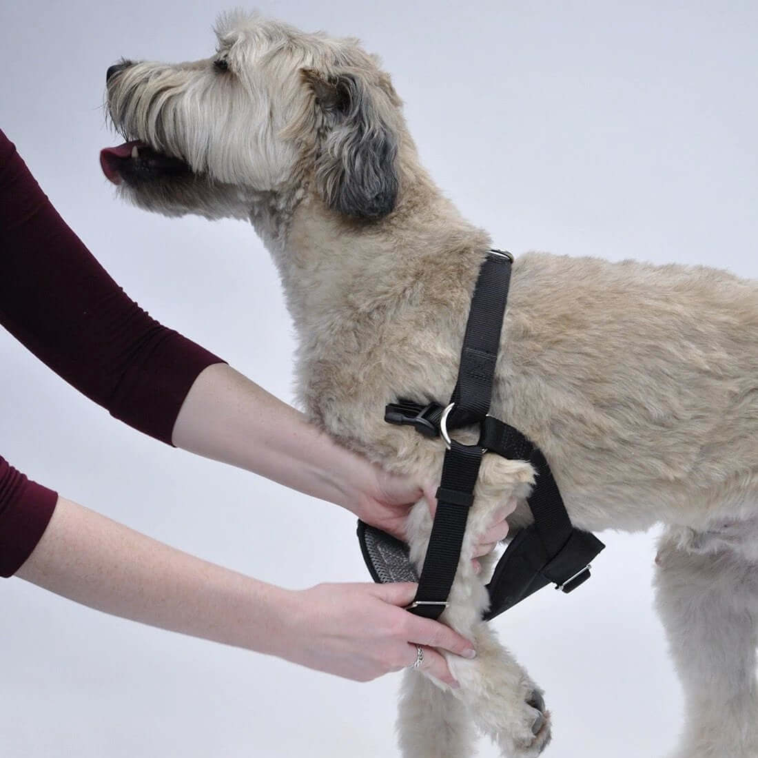 EasyRider Dog Car Harness - Crash Tested by EasyRider