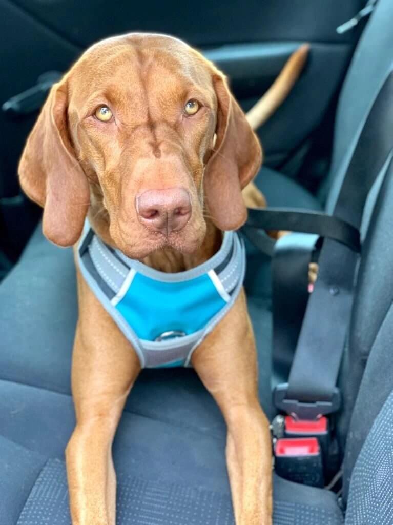 Henry Wag Dog Travel Harness For Comfort And Safety In The Car With Adjustable Neck And Chest Straps by Henry Wag