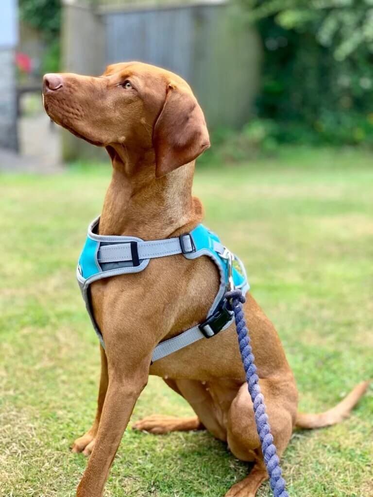Henry Wag Dog Travel Harness For Comfort And Safety In The Car With Adjustable Neck And Chest Straps by Henry Wag