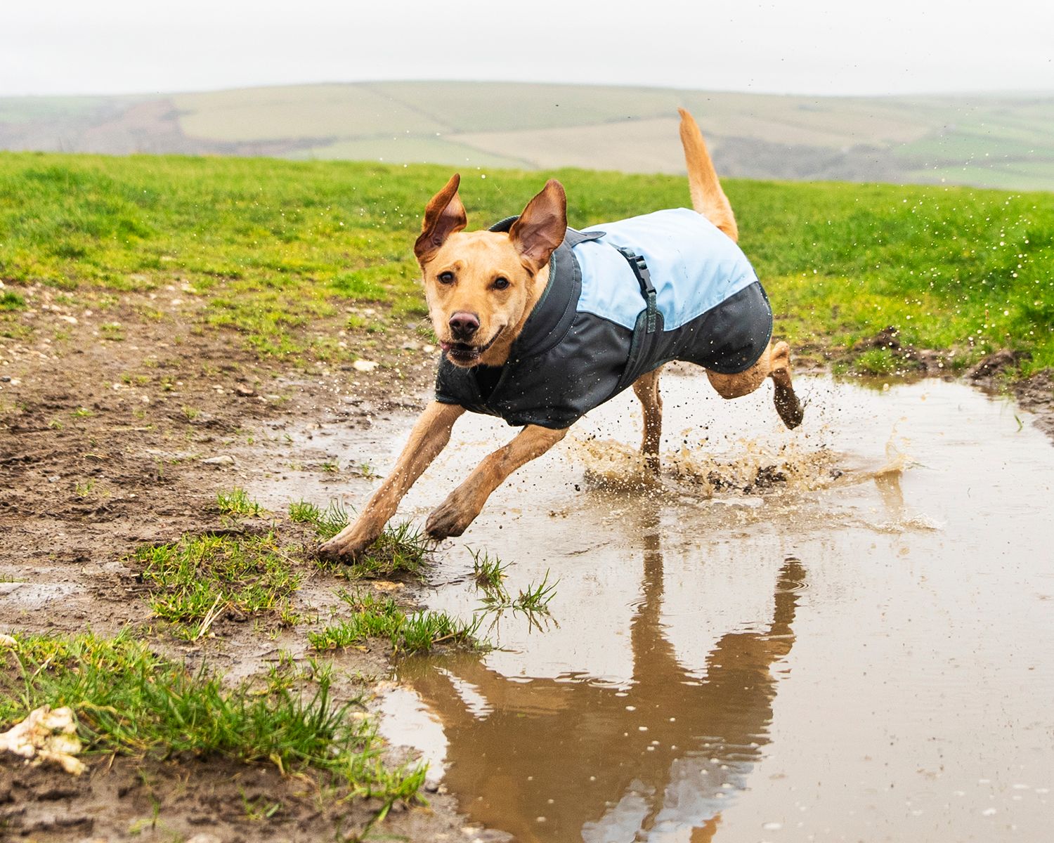 Henry Wag Waterproof Dog Coat-Leadingdog