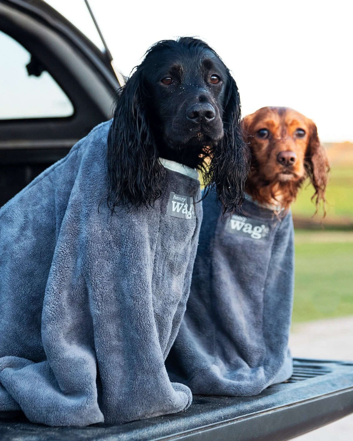 Henry Wag Advanced Microfibre Dog Drying Bag For Quick Absorbent Coat Drying And Cleanliness by Henry Wag
