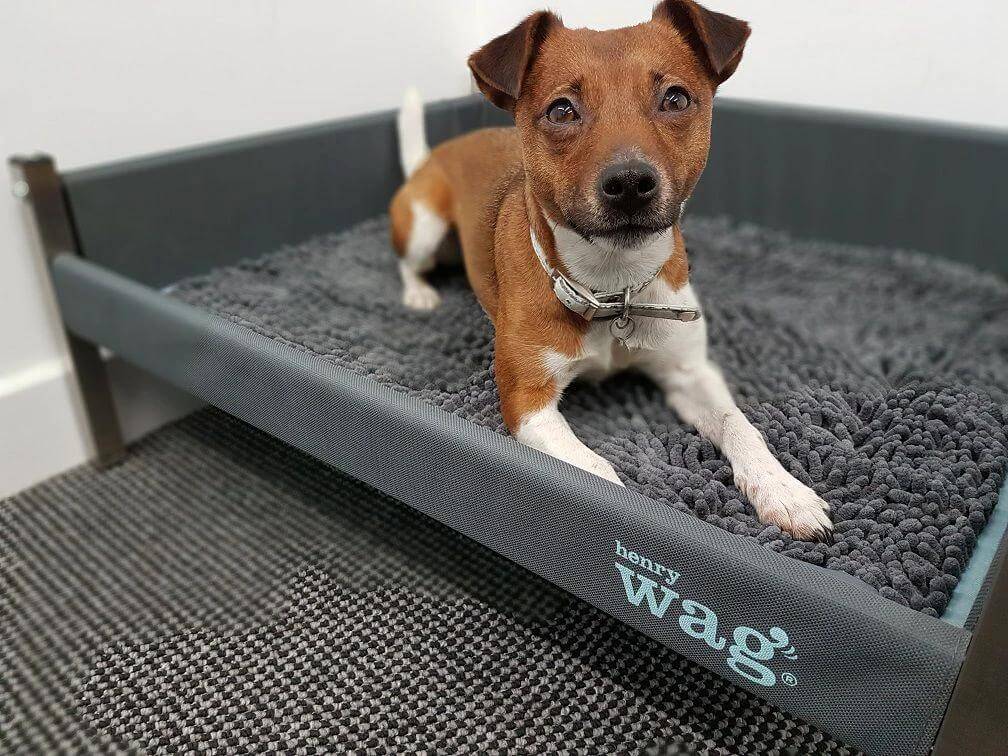 Henry Wag Noodle Highly Absorbent Pet Mat for Easy Drying by Henry Wag
