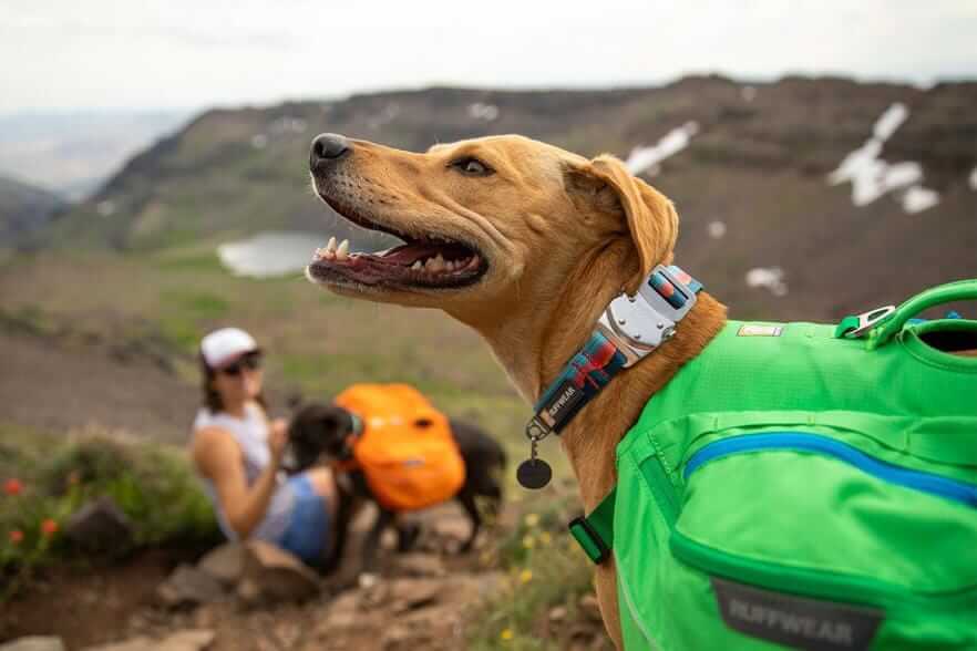 Ruffwear Top Rope Dog Collar with side-release Talon Buckle by Ruffwear