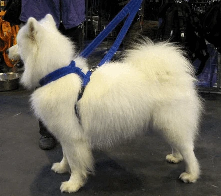 Xtra Dog Fleece Walking Harness by Xtra Dog