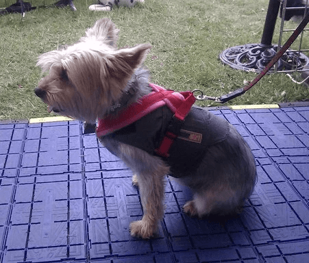 Xtra Dog Fleece Walking Harness by Xtra Dog