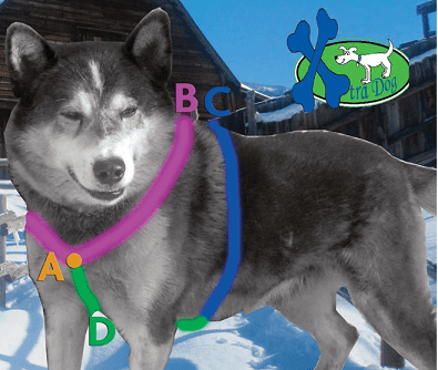 Xtra Dog Fleece Walking Harness-Leadingdog